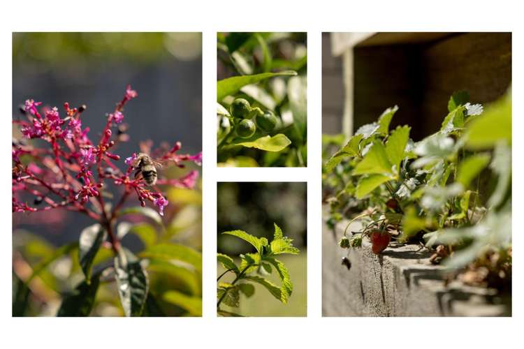 88 Sentinel Avenue Omokoroa_30