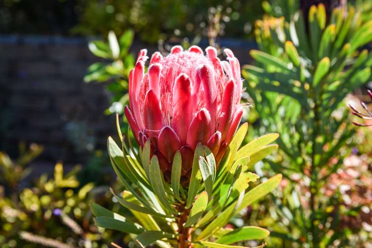 53 Stephen Street Halfway Bush_21