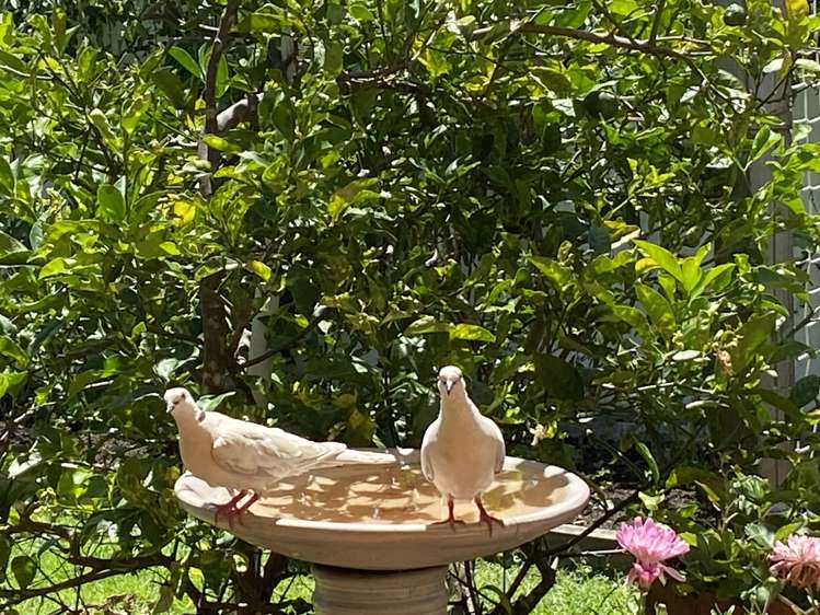 265 Waihi Road Judea_14