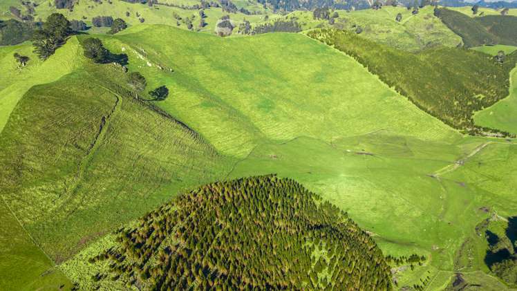 Coates Road Waikite Valley_8