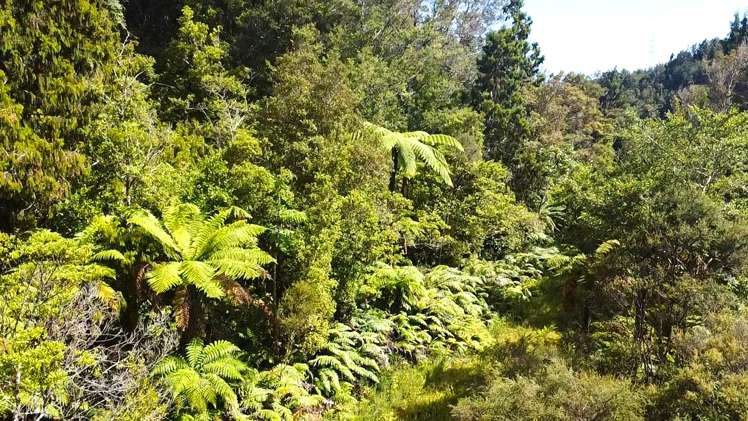 State Highway 67 Waimangaroa_8