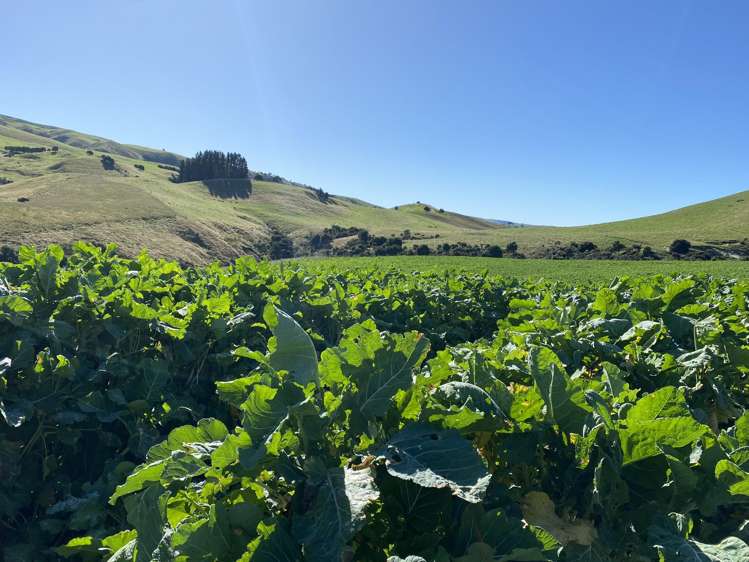 48 Heathfield Road Waipara_1