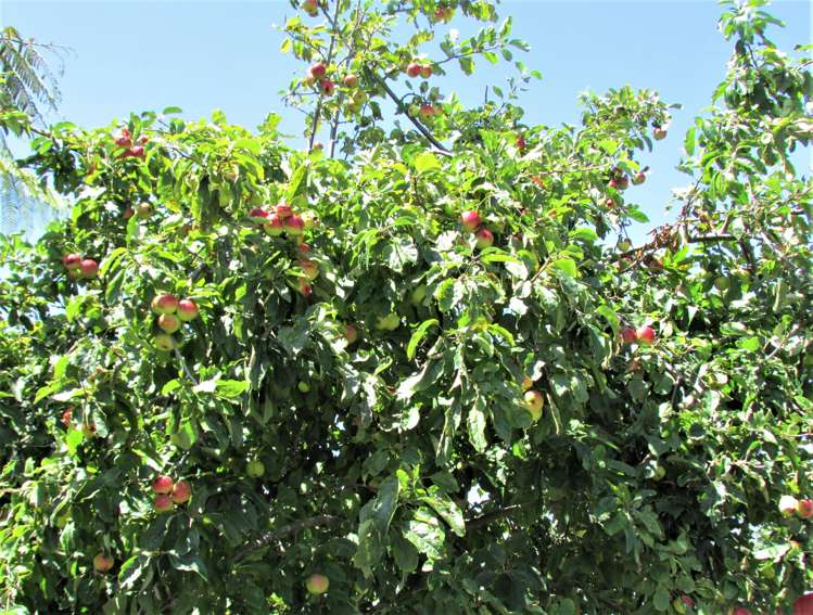 43 Palmerston Street Greymouth_23