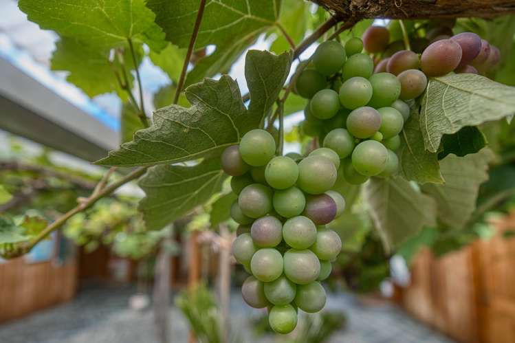 210 Keogans Road Rd2, Hokitika_31