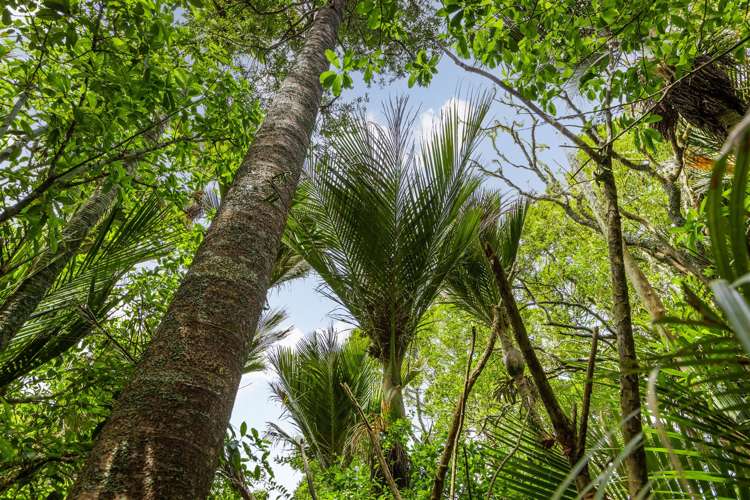 109 Blackbridge Road Dairy Flat_19