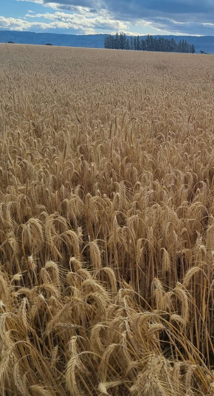 1586 Maniototo Road Patearoa_9