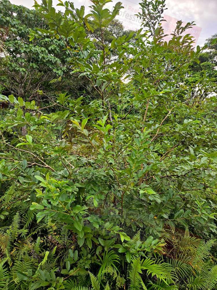 Address withheld Savusavu_12