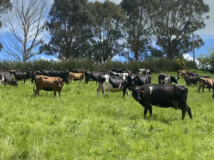 322 Wendon Creek Road Gore Surrounds_7