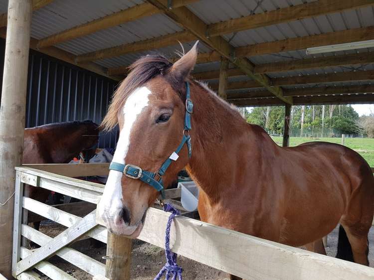 81 Leyland Road Whakamarama_20