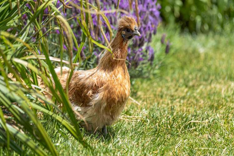 58 Loach Road Hawea Flat_54