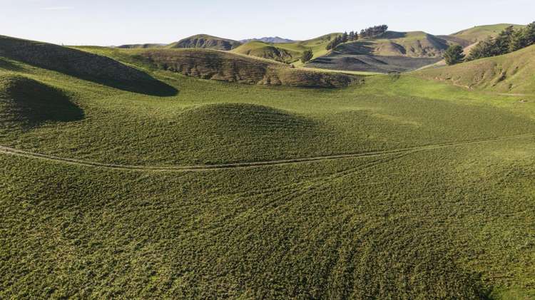 285 Grassmere Road Lake Grassmere_31