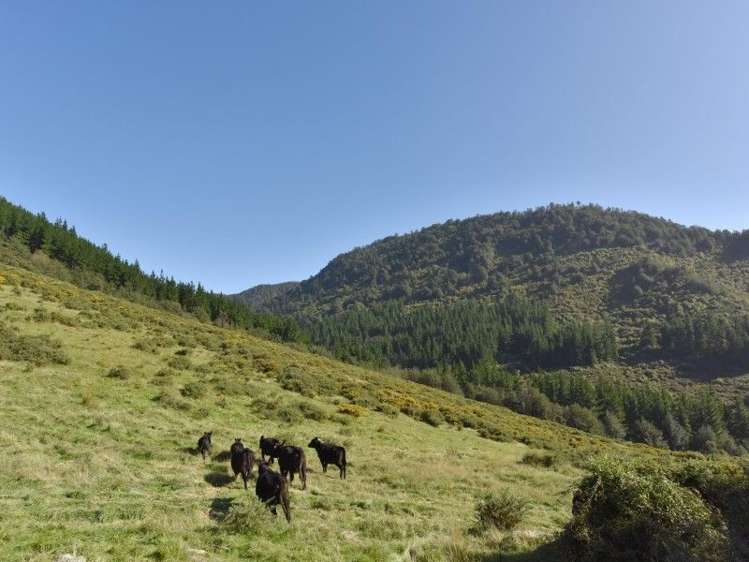 446 Glentui Bush Road Glentui_8