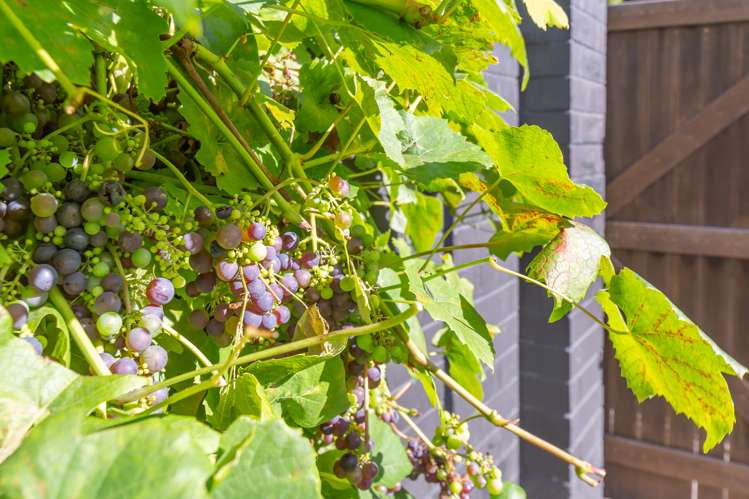 10b Westmorland Place Bishopdale_31