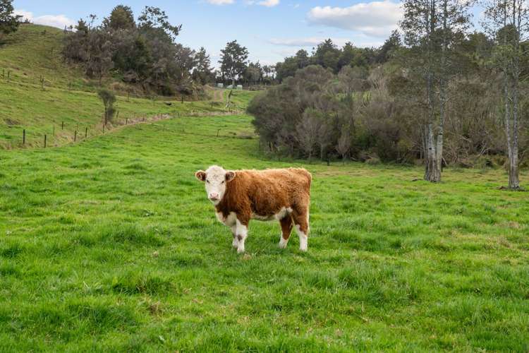 35A Valley Road Hikurangi_18