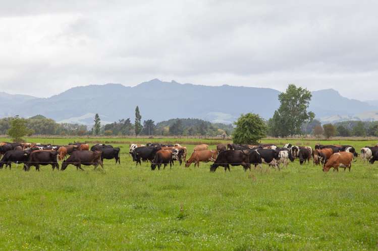 780 Wani Road Paeroa_1