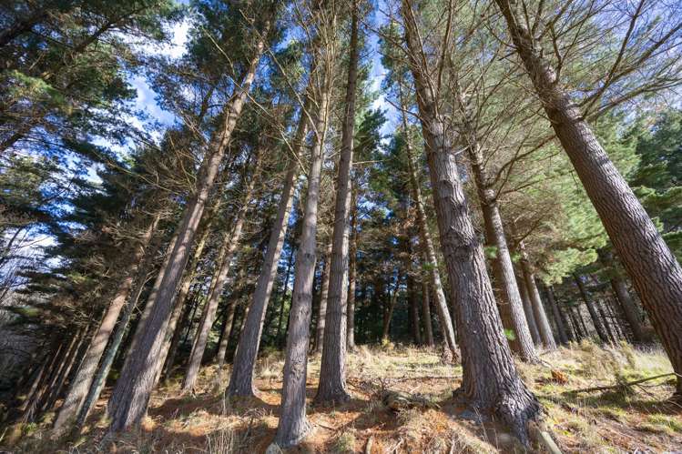 No 1 Line Pohangina_11