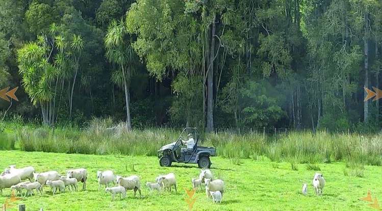 1100 West Coast Road Ahuroa_19