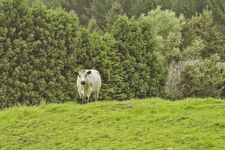 1168 Pyes Pa Road Pyes Pa_22