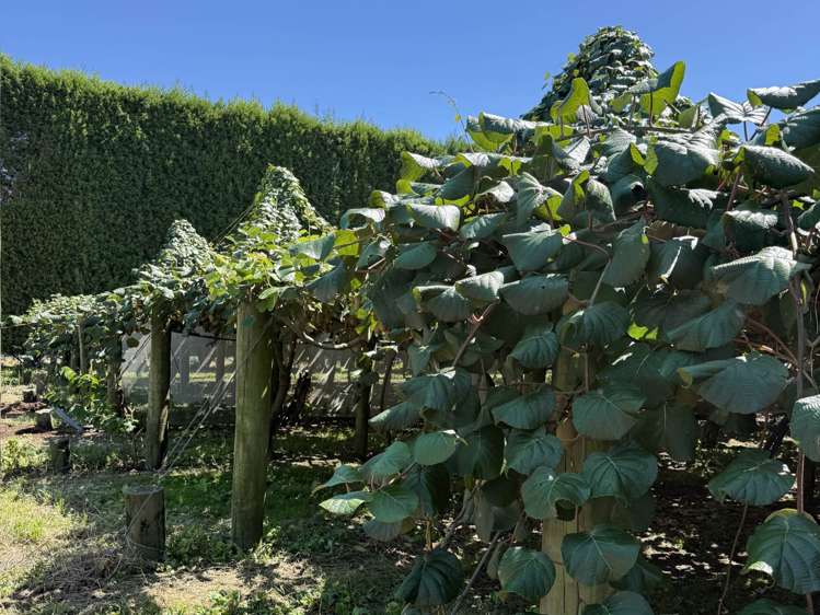 89 Work Road Aongatete_11