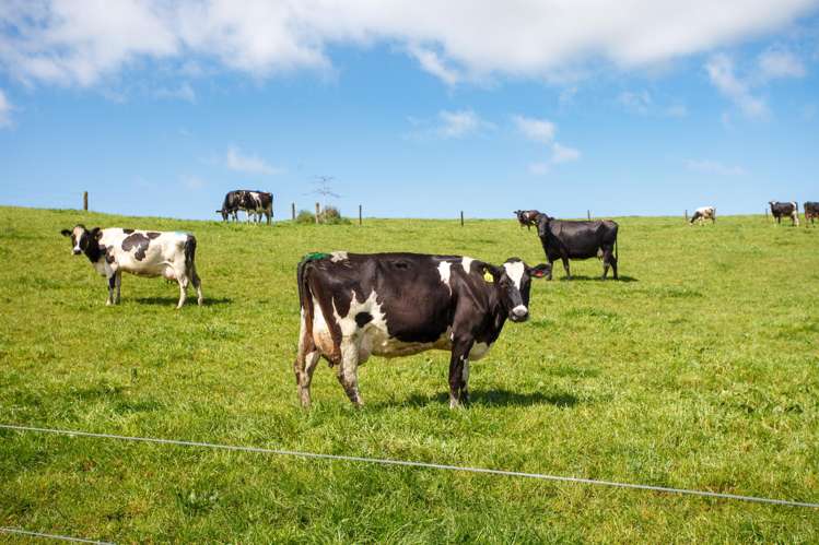 220 Waiomou Road, Okoroire Tirau_10