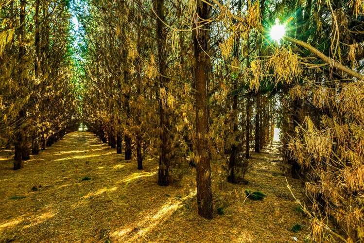 352 Knyvetts Road Southbridge_28