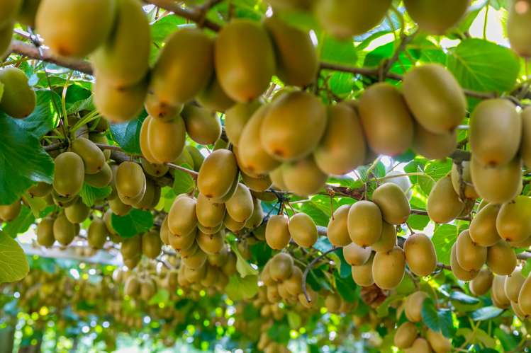 299 Lockington Road Aongatete_18