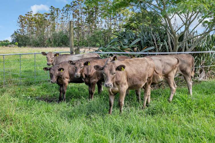 712 One Tree Point Road Ruakaka_23