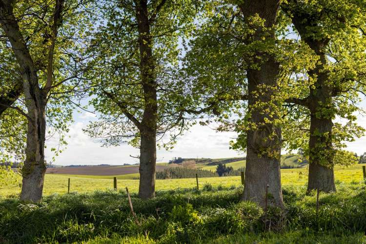 Rowallan Road Darfield_28