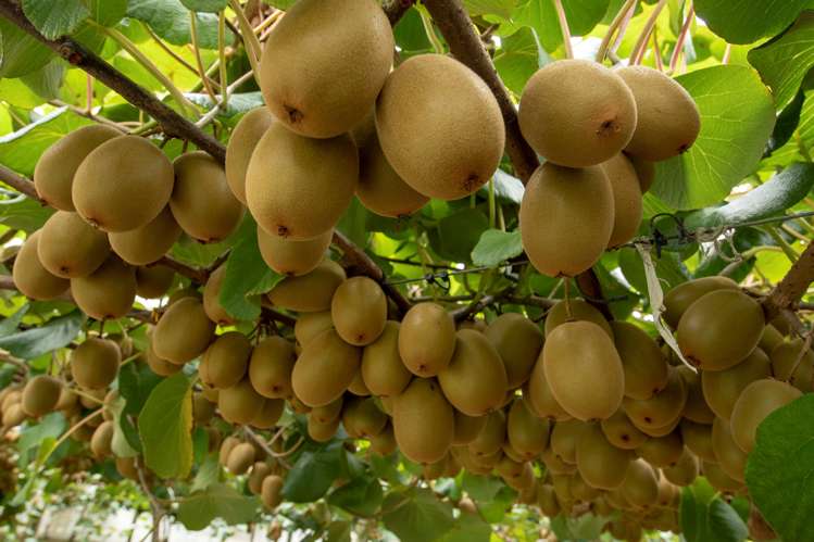 560 Belk Road Kaimai_3