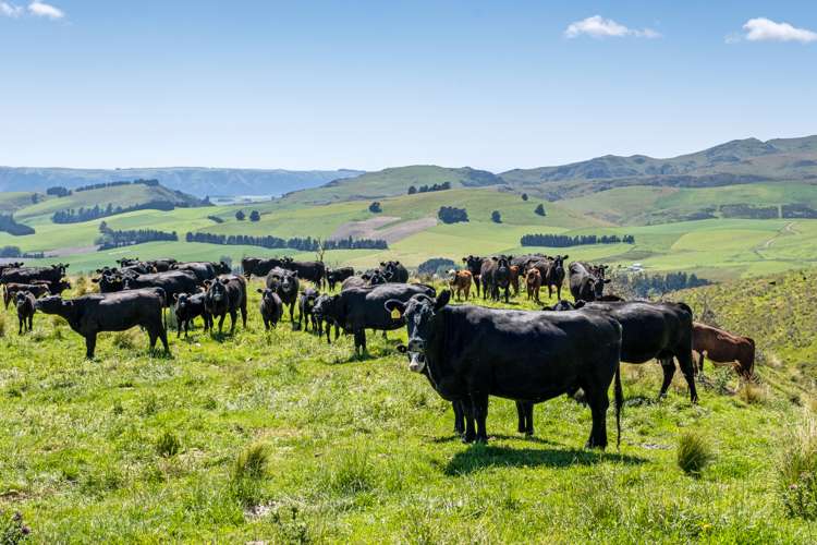 330 Wilfred Road Albury_7