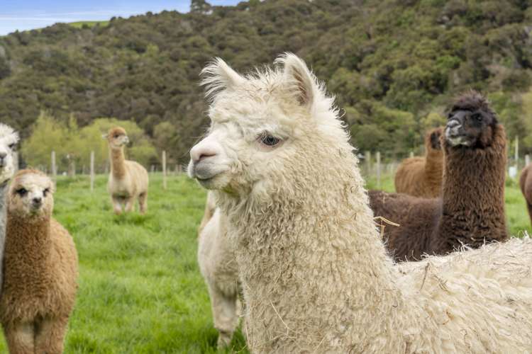 438 Whitemans Valley Road Whitemans Valley_23