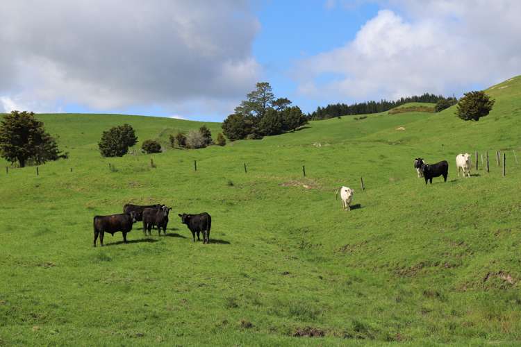 Inkster Road Maromaku_16