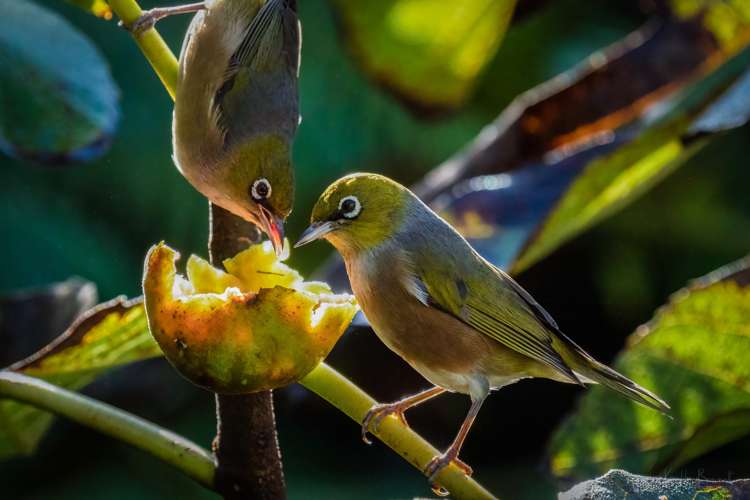 19 Ocean View Road Huia_21