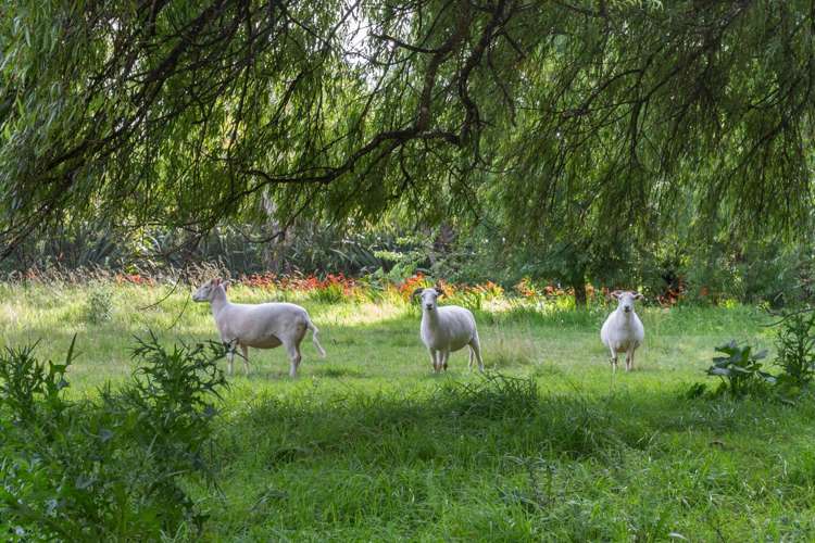109 Bethells Road Waitakere_6