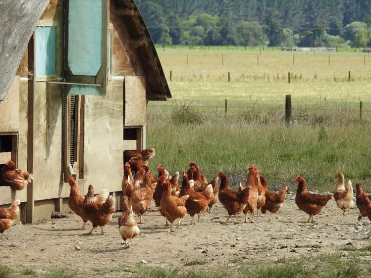 38 Slippery Road Tapawera_2