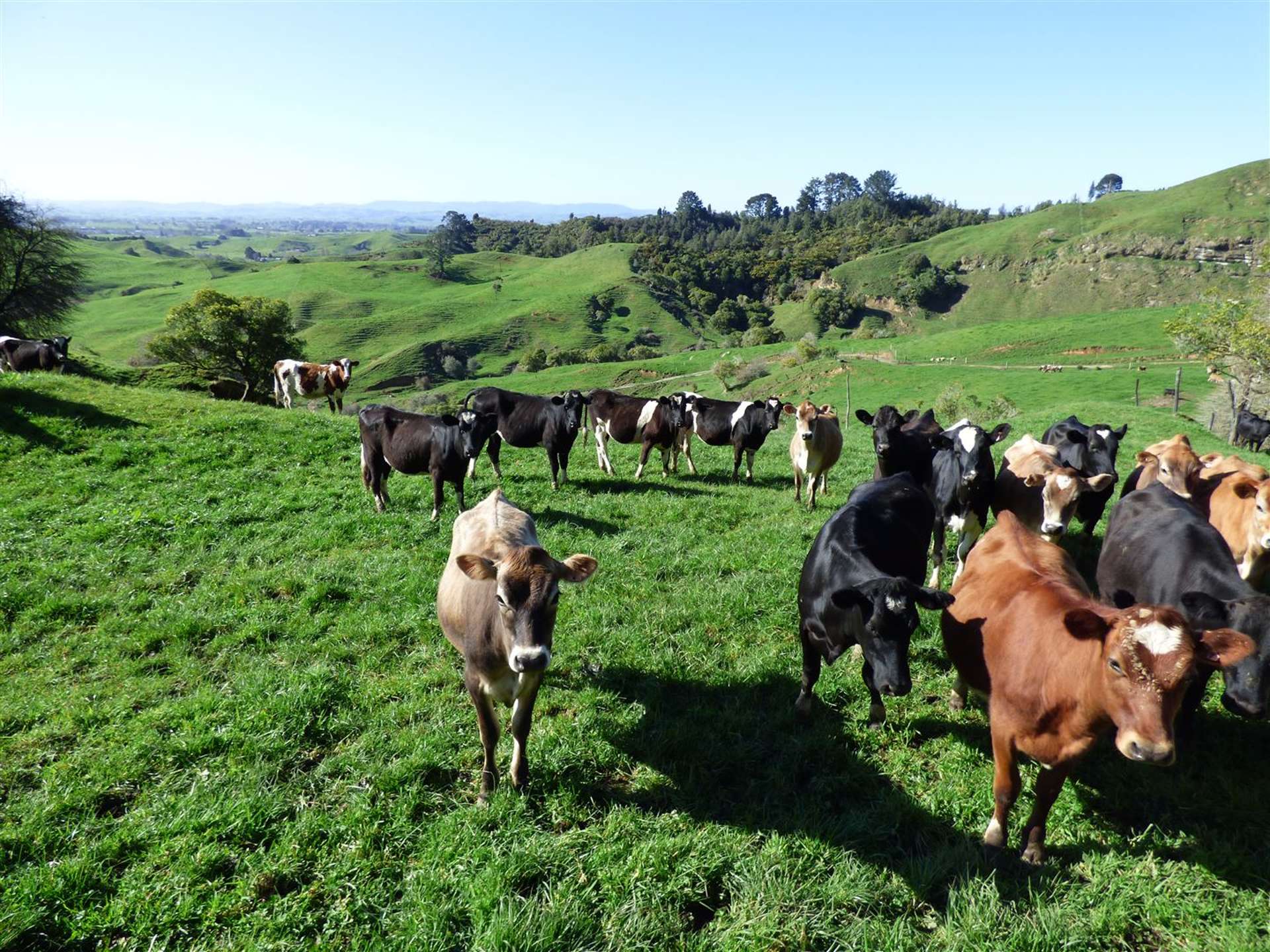 523 Honikiwi Road Otorohanga_0