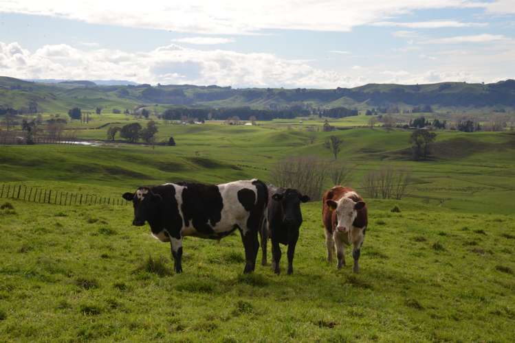 220 Tikitiki Road Te Kuiti_12