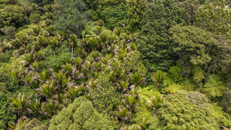 34 Awhiorangi Promenade Swanson_10