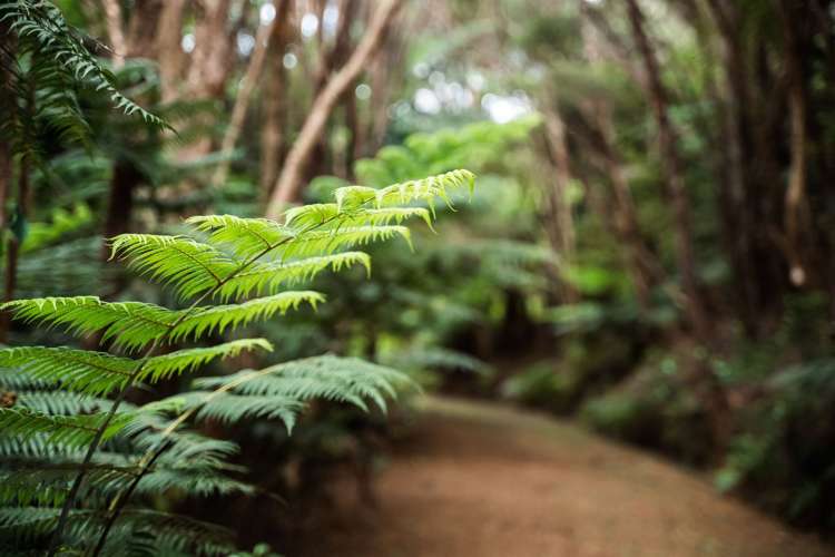 183 Rangitane Road Kerikeri_26