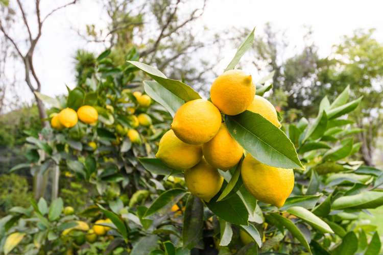 91 North Street Feilding_16