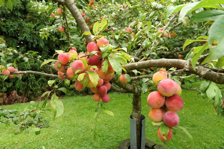 7 Bonnieglen Road Kaimai_27