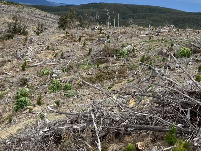 Waipori Forest