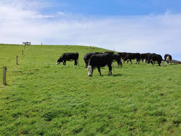 98 Millstream Road Dannevirke_7