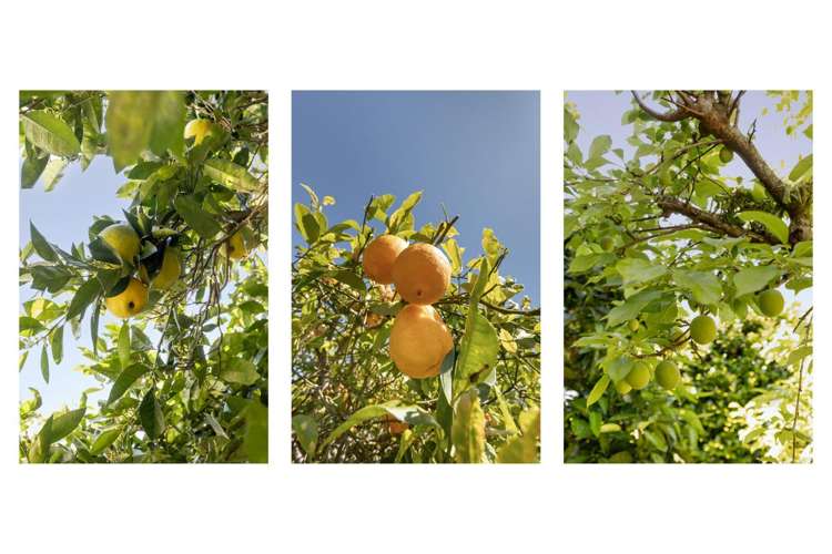 53 Coppelia Avenue Omokoroa_29