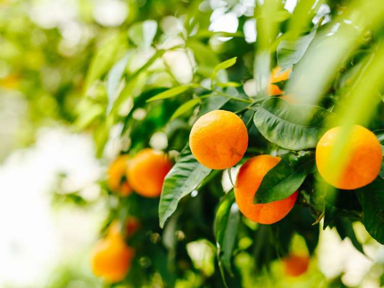 581D Kerikeri Road Kerikeri_9