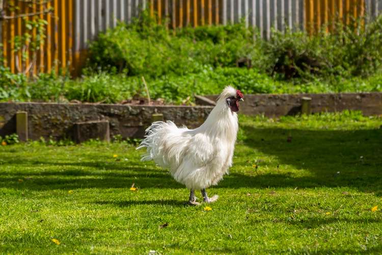 40 Mackie Street Rakaia_25