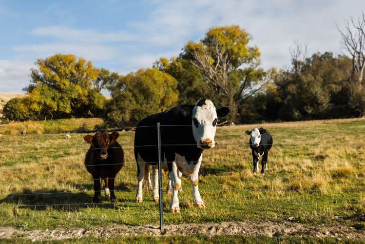 26 Gartley Lane Alexandra_22