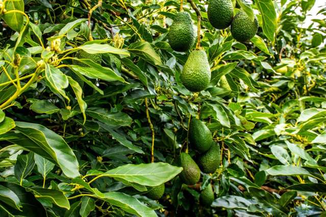 12 Timon Drive Hauraki Surrounds_1