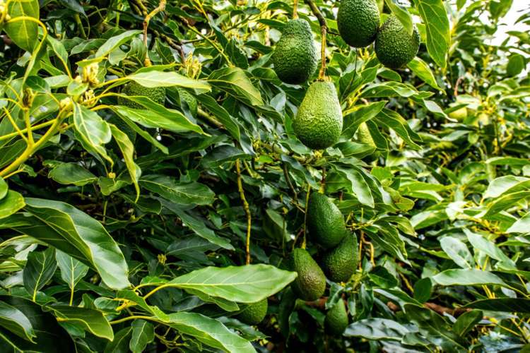 12 Timon Drive Hauraki Surrounds_1