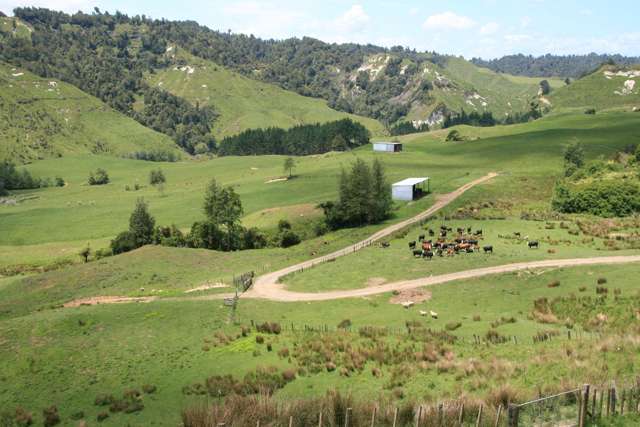 URENUI SHEEP AND CATTLE FARM